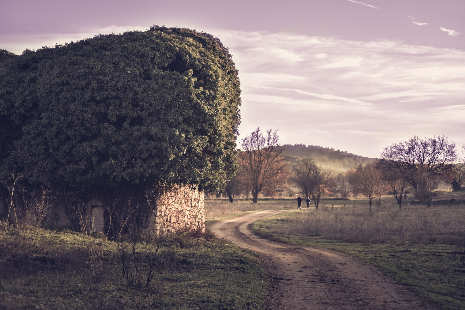 Paysage dracénnois