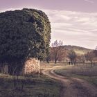 Paysage dracénnois