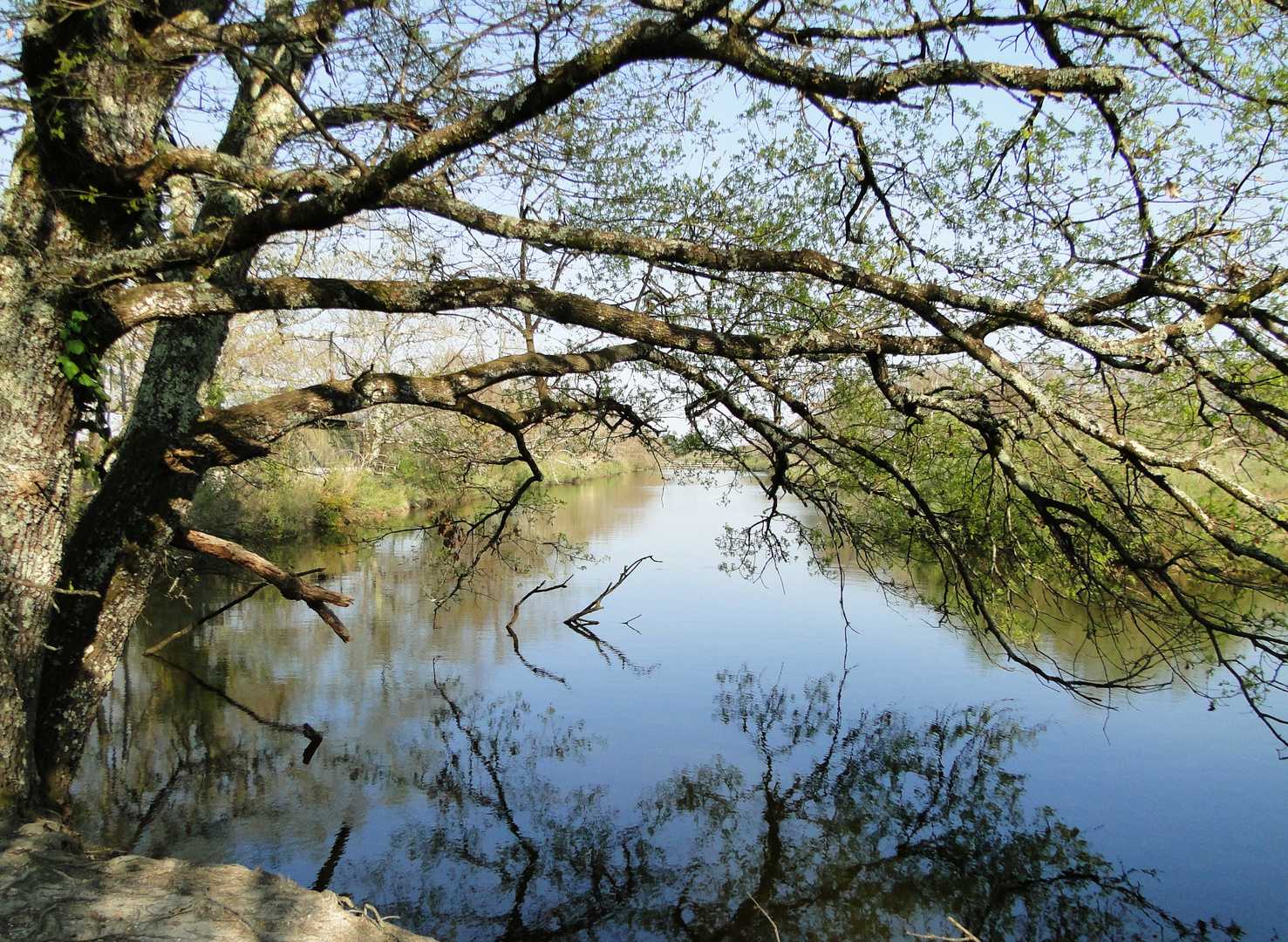 Paysage du bassin d'Arcachon