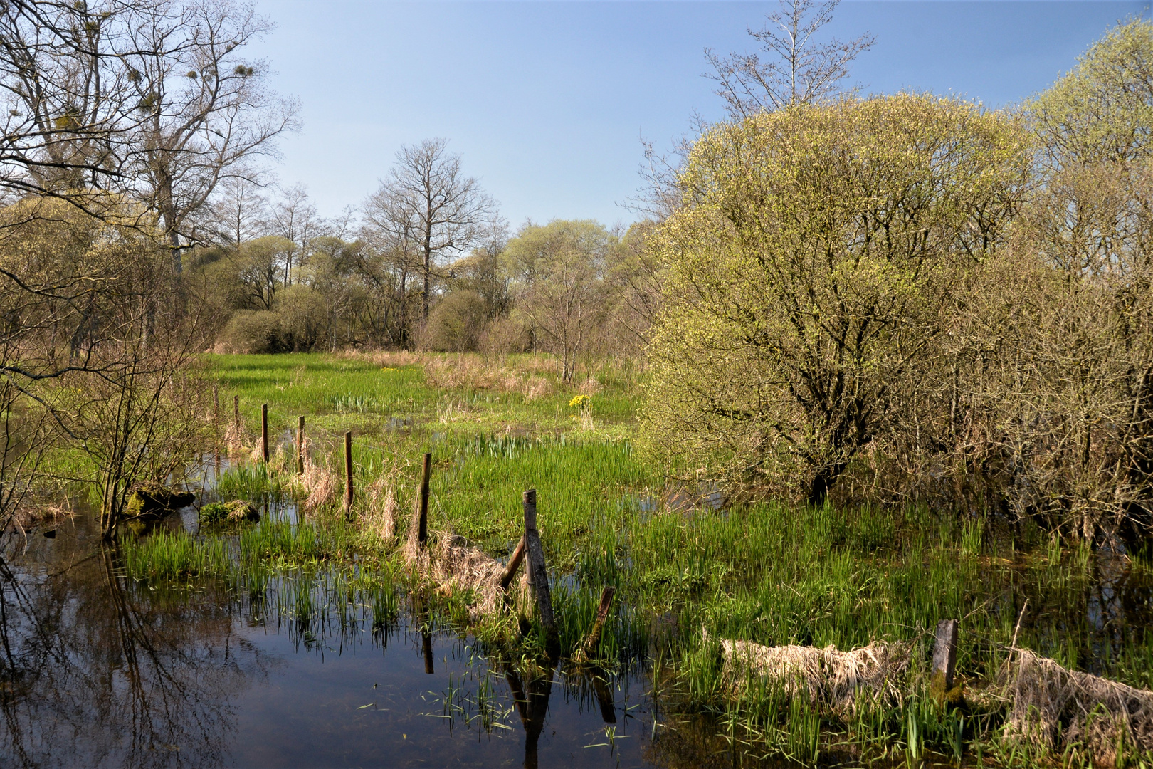 Paysage du bocage normand