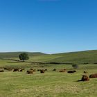 Paysage du Cantal