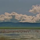 paysage du cratere du ngorongoro