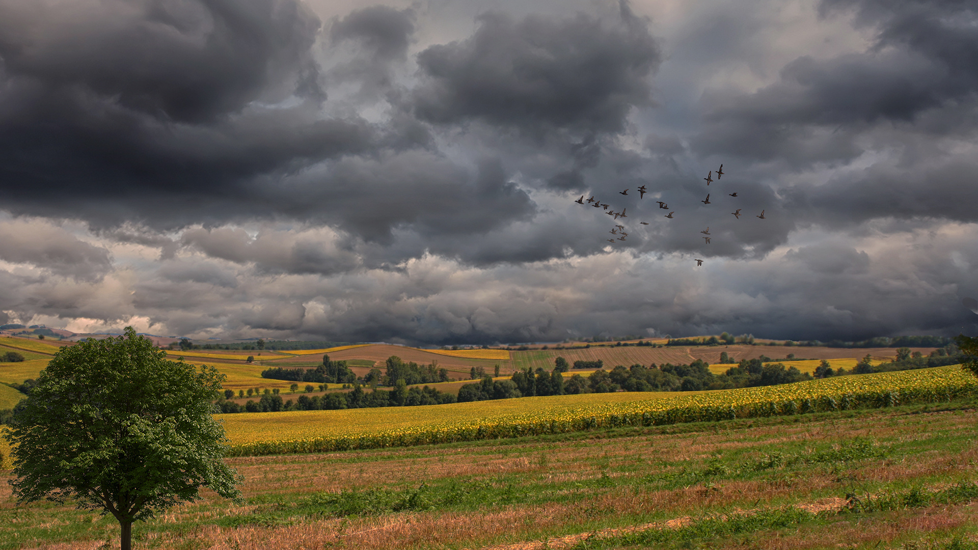 Paysage du Gers au mois d'août 