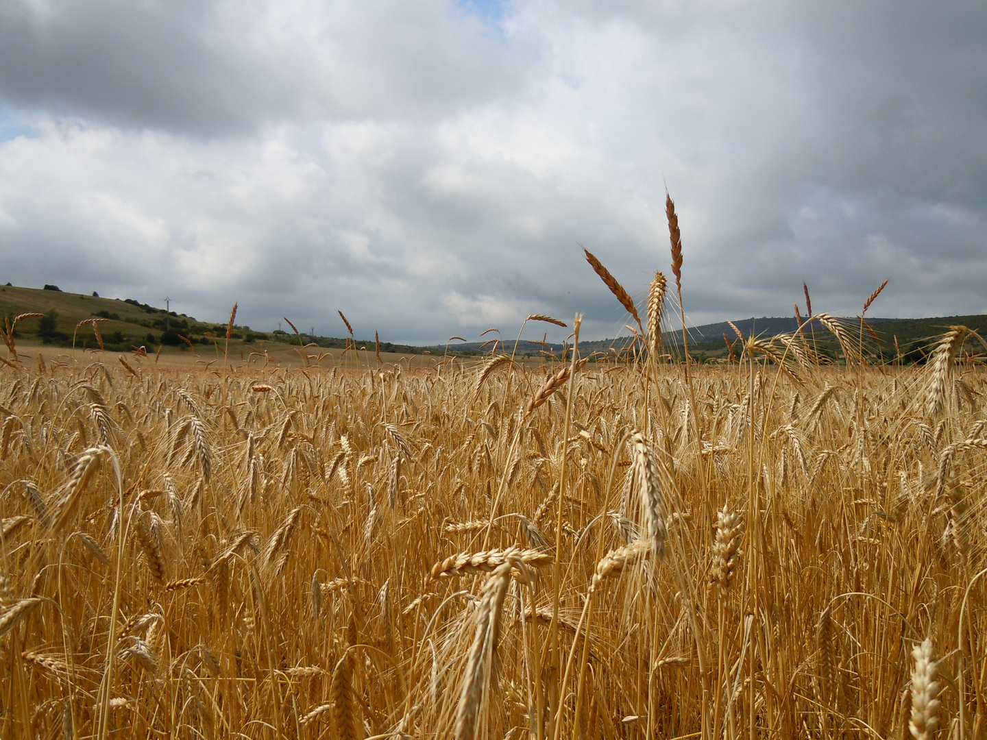 Paysage du Larzac