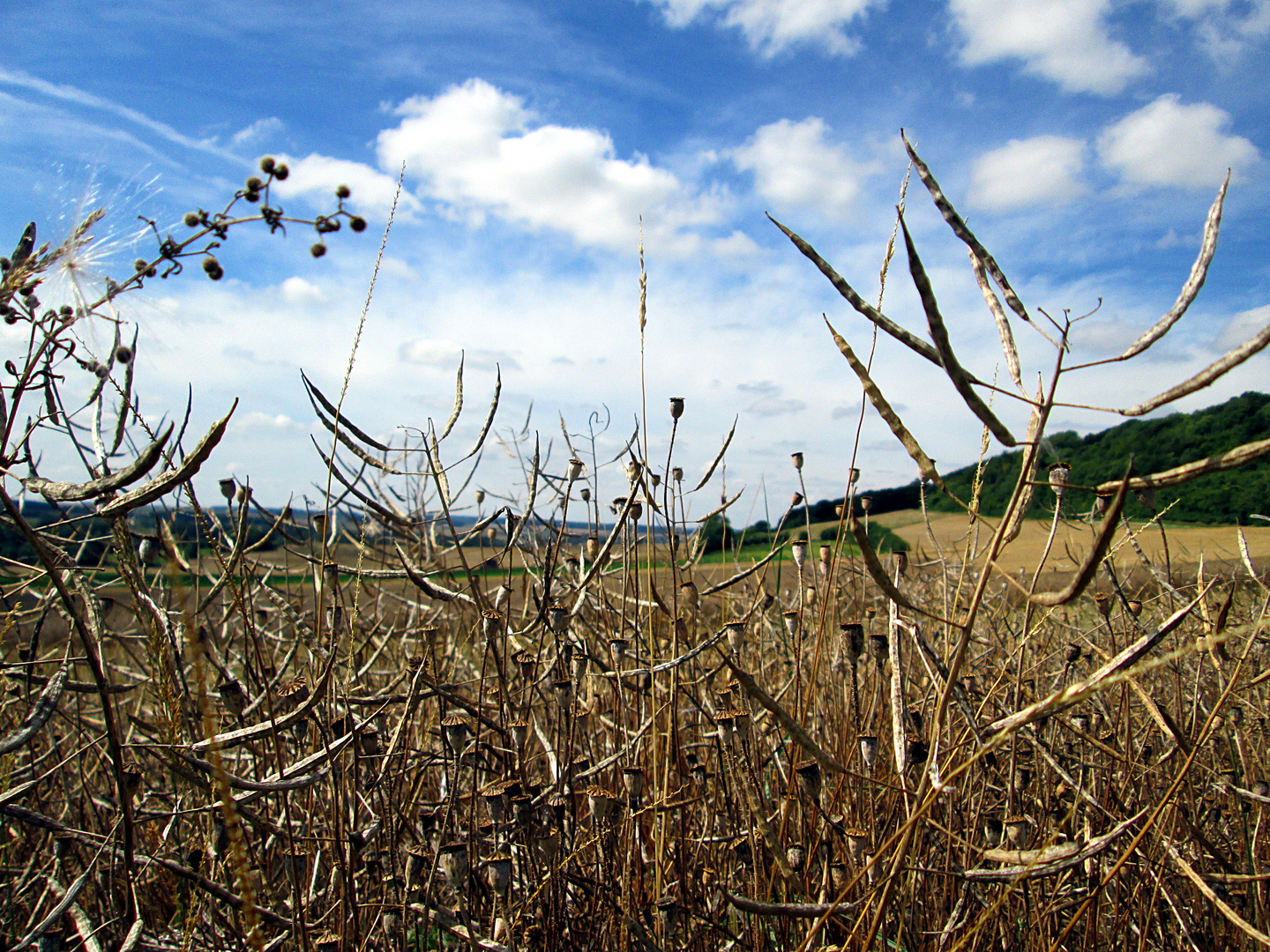 Paysage en Artois