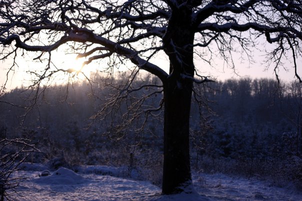 Paysage enneigé