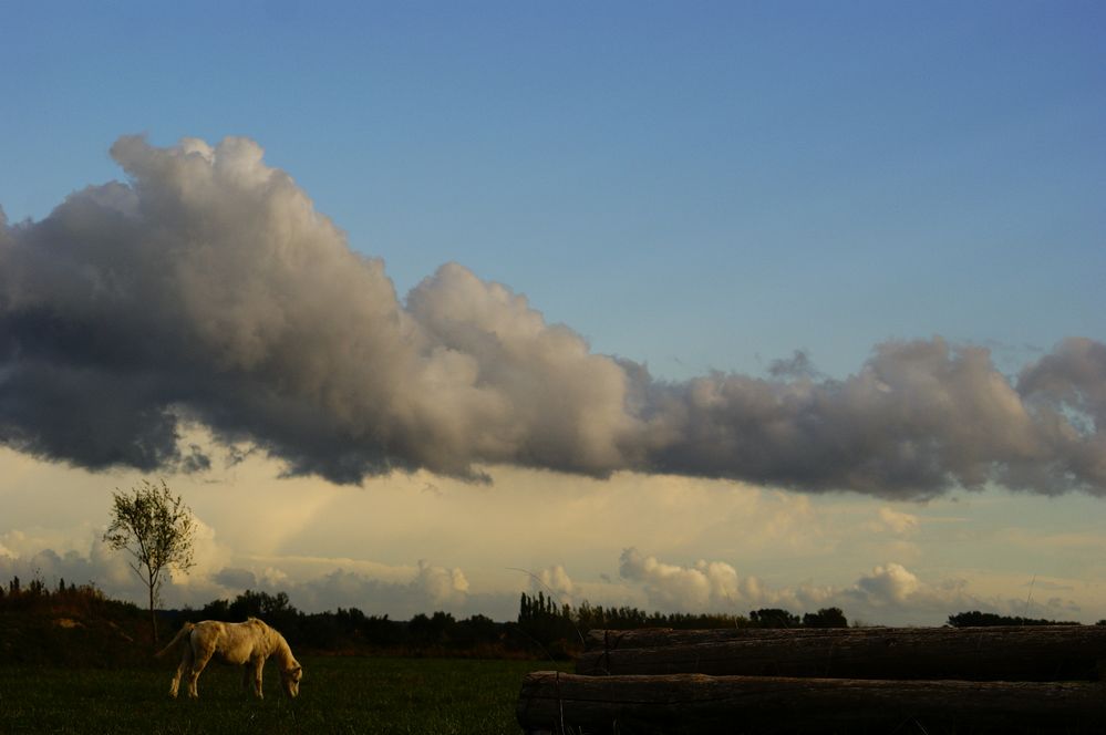 Paysage équestre