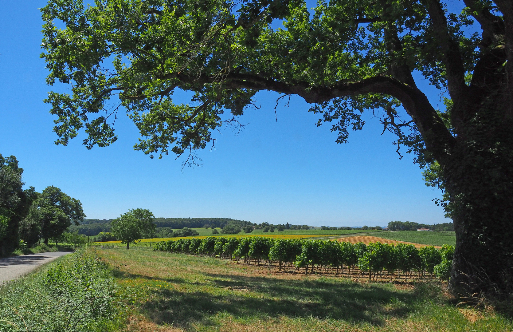 Paysage estival dans le Gers