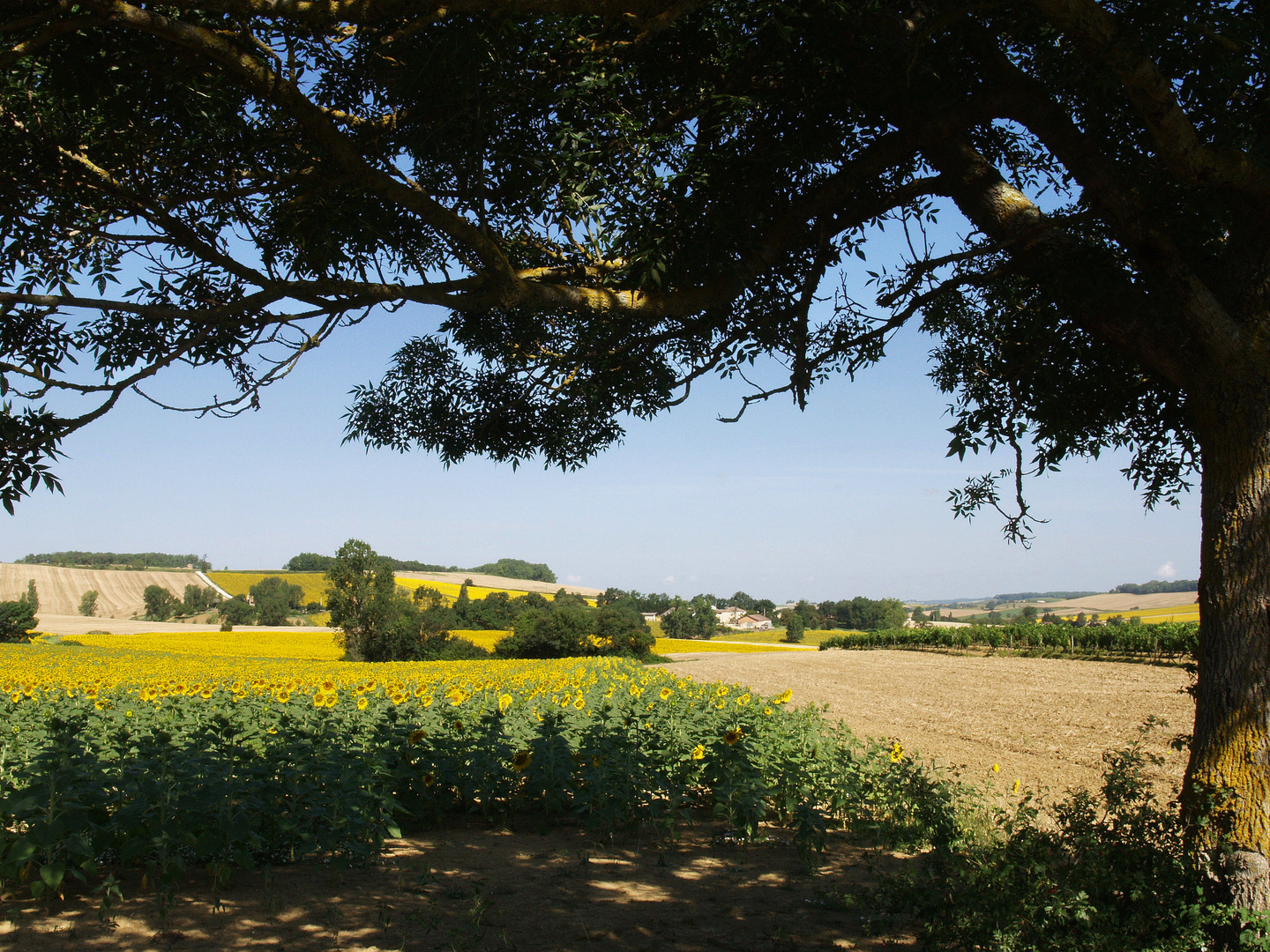 Paysage estival dans le nord du Gers