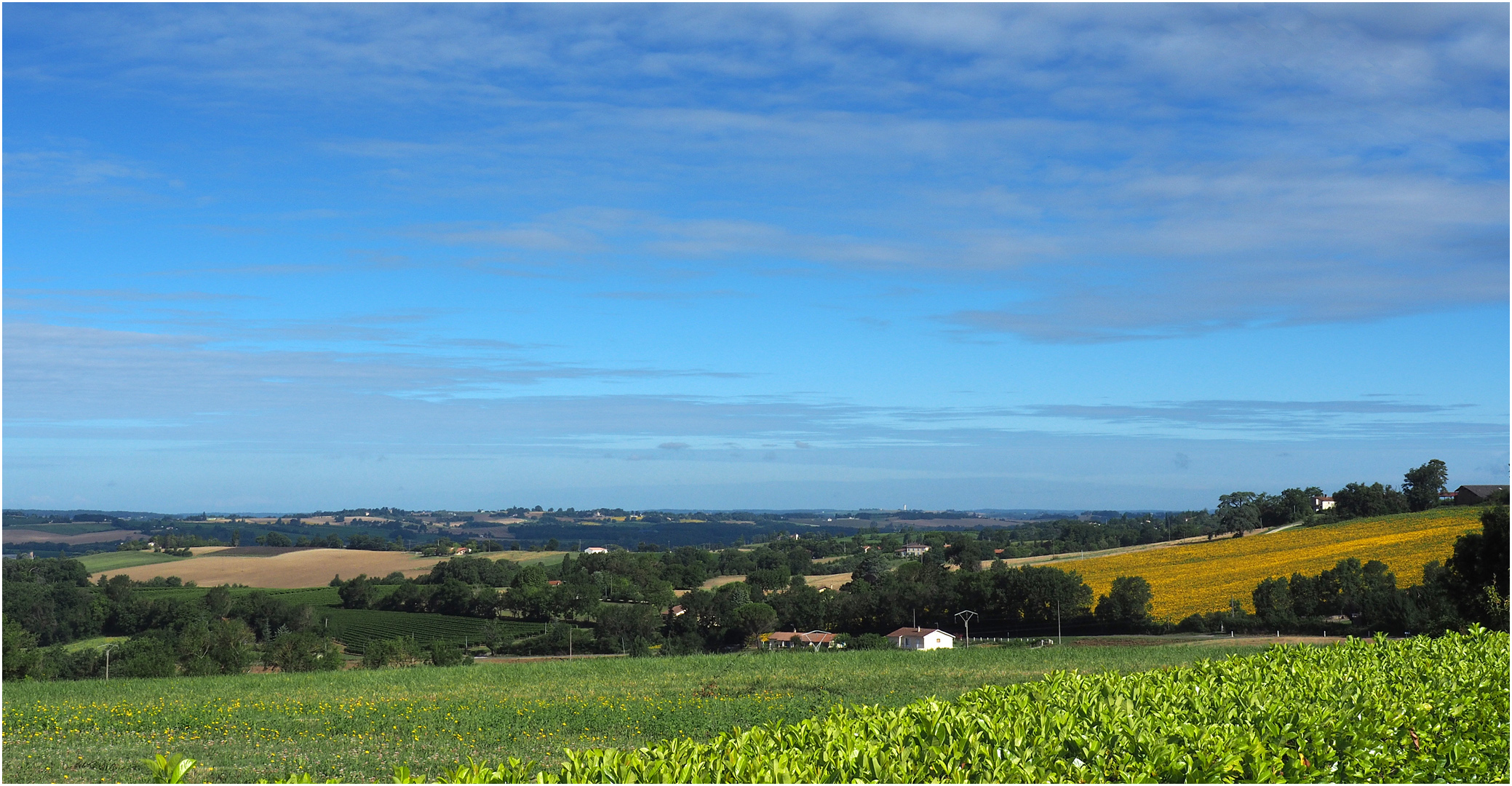 Paysage estival près de chez moi