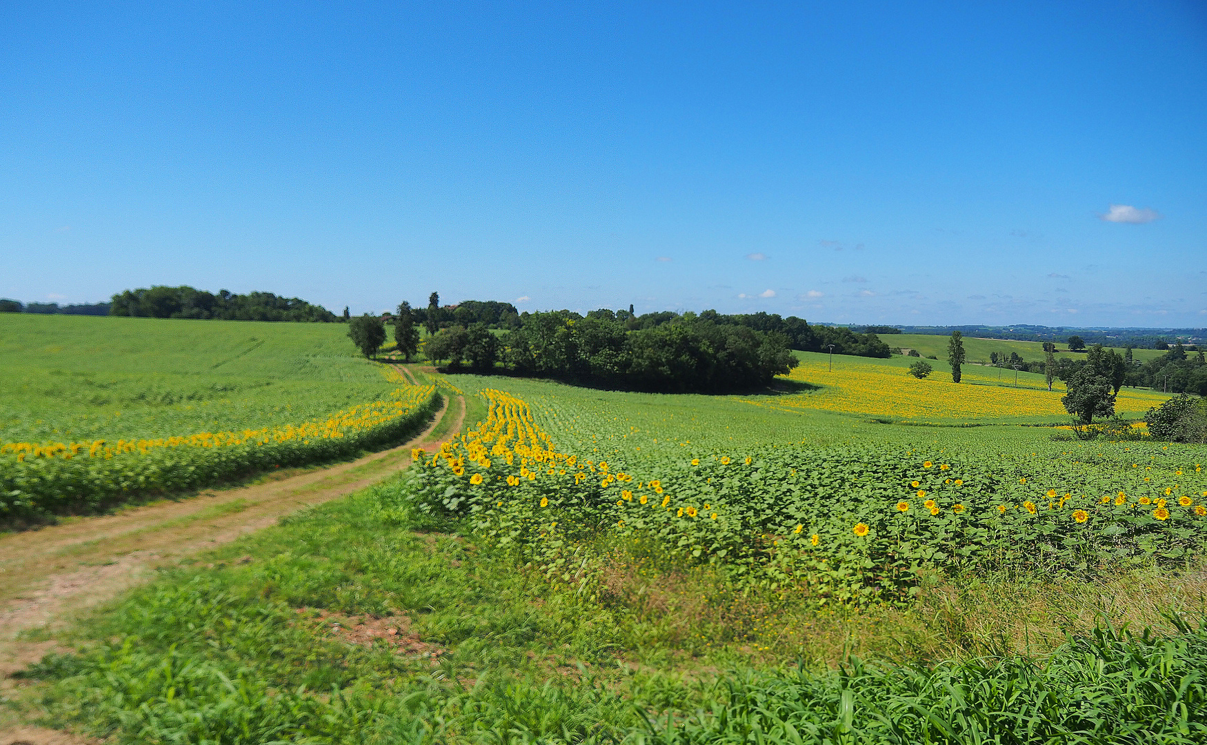 Paysage estival près de chez moi