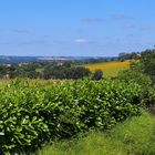 Paysage gascon en été