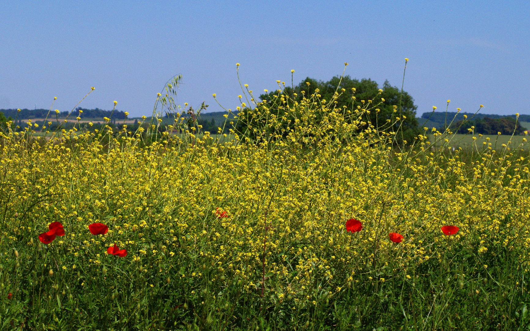 Paysage gersois au colza et coquelicots - Gers-Landschaft mit Raps und Mohnblumen