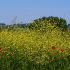 Paysage gersois au colza et coquelicots - Gers-Landschaft mit Raps und Mohnblumen