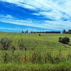 Paysage gersois dans le vert printanier