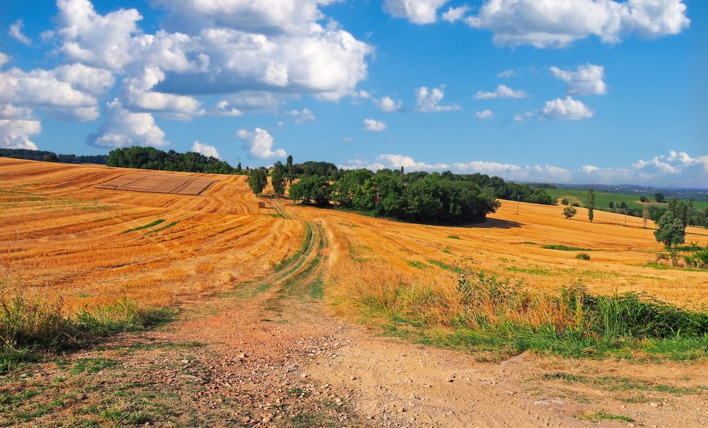 Paysage gersois d’après moisson