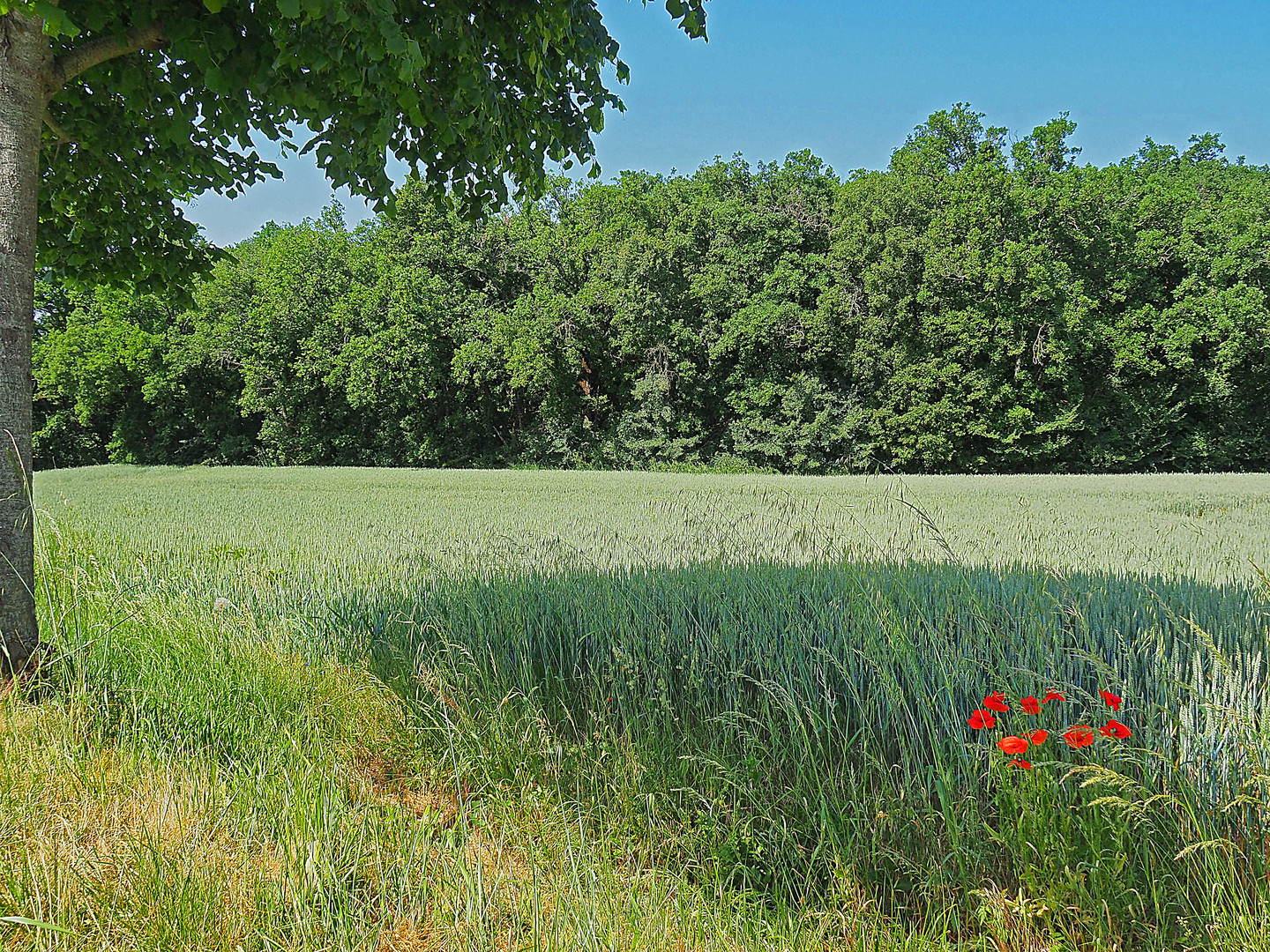 Paysage gersois en fin de printemps