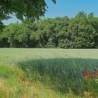 Paysage gersois en fin de printemps