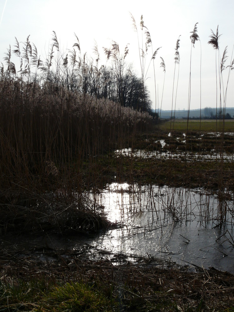 PAYSAGE HIVERNAL