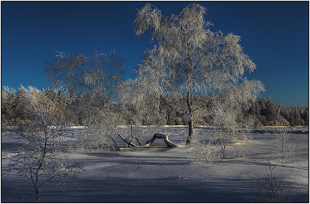 Paysage hivernal