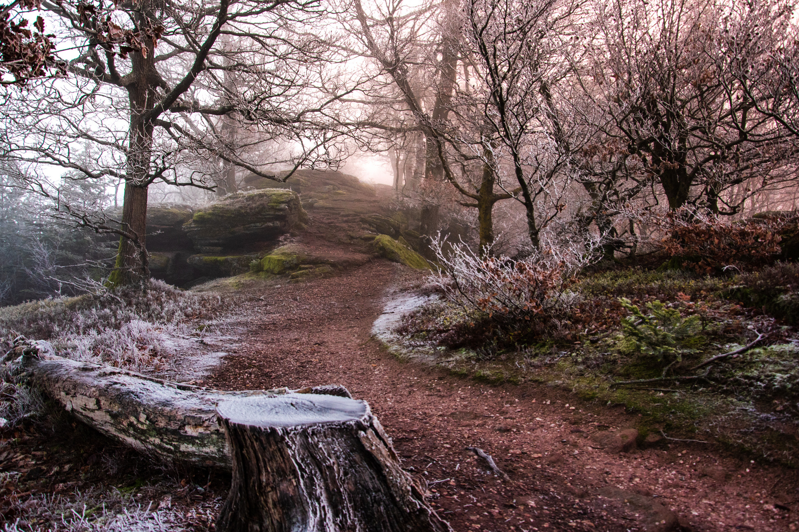 Paysage hivernal