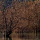 Paysage Lac du Broc