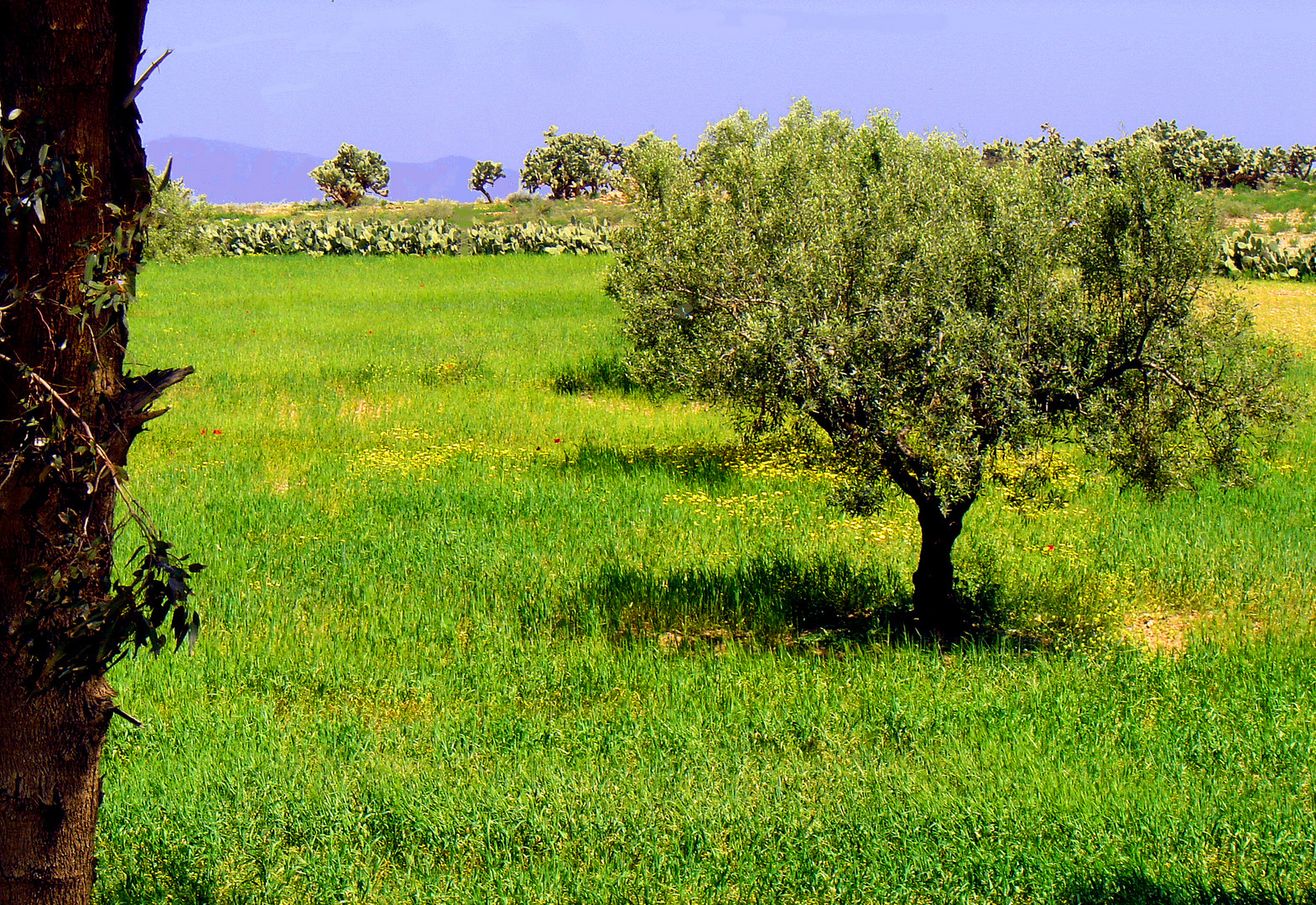 Paysage près de El Fahs	