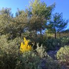 Paysage provençal en hiver ...