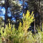 Paysage provençal en hiver ...