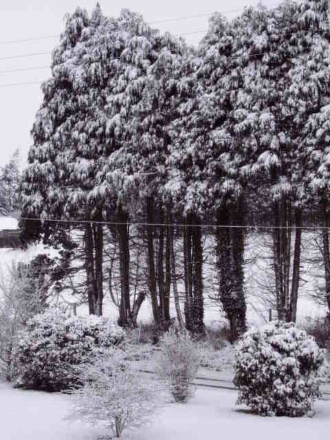 paysage sous la nège