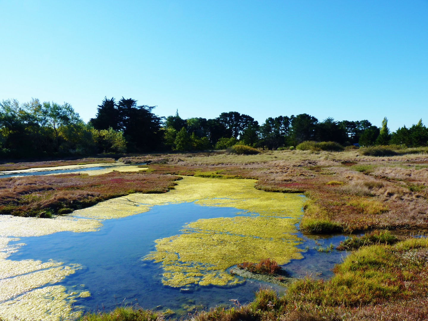 paysage sur l'Ile d'Artz (golfe du Morbihan)