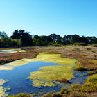 paysage sur l'Ile d'Artz (golfe du Morbihan)