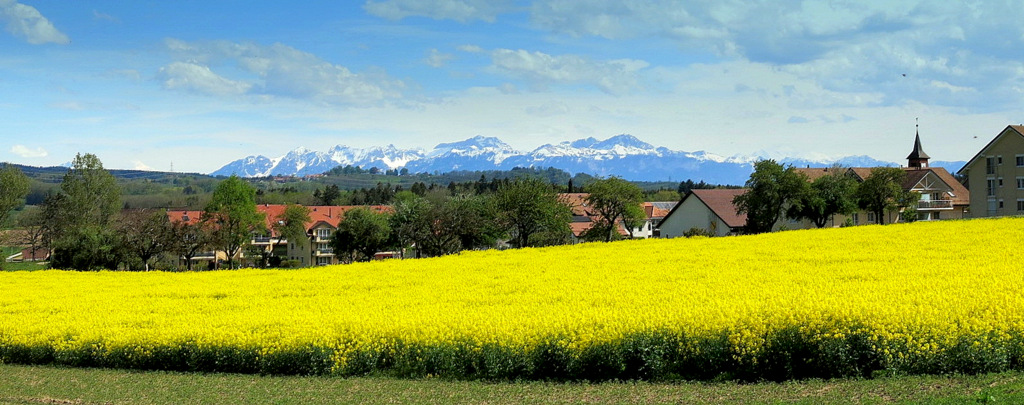 paysage vaudois....