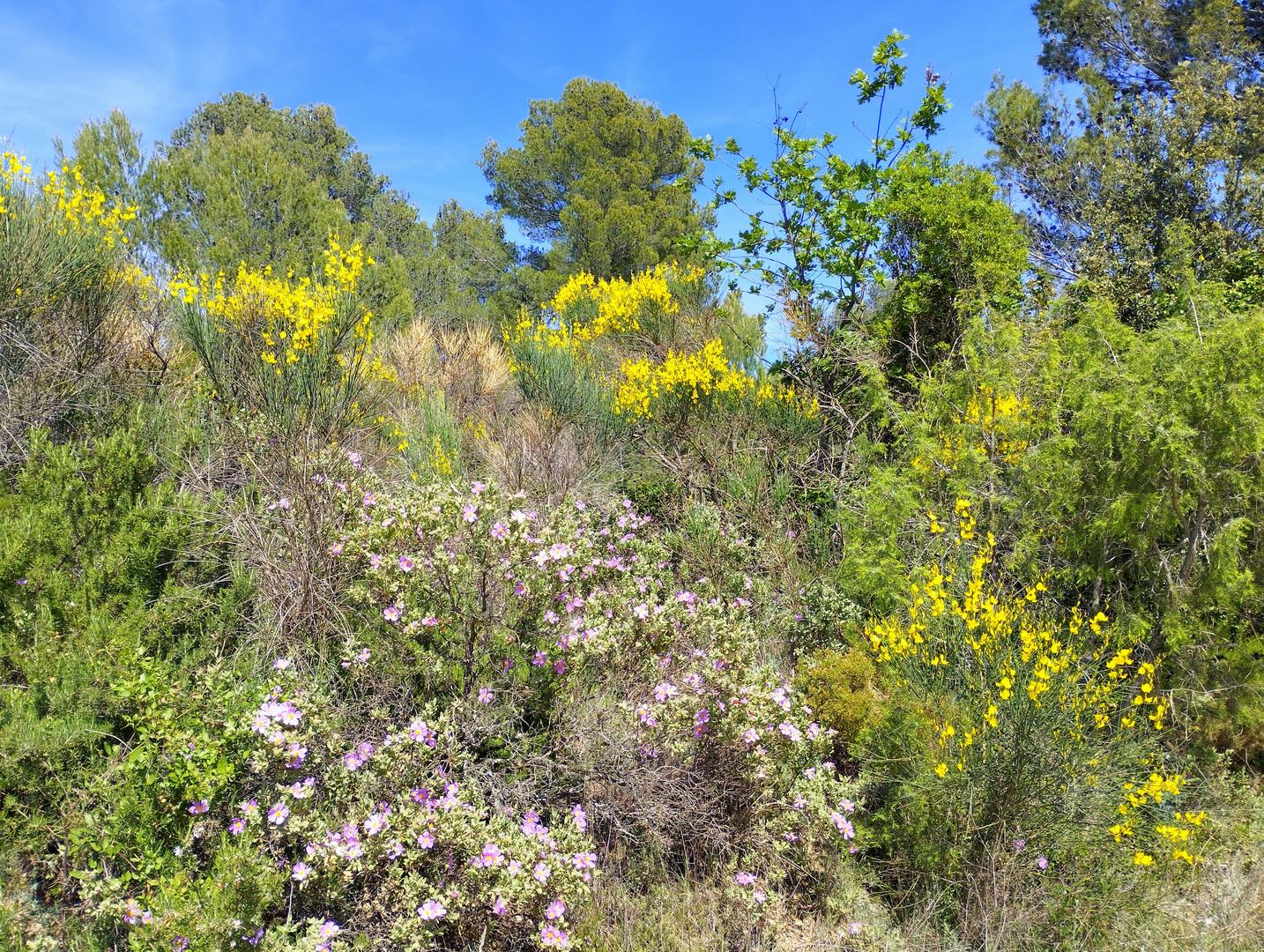 Paysages de Provence