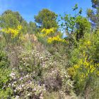 Paysages de Provence