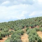 Paysages de Valençia à Cordoba (Espagne)