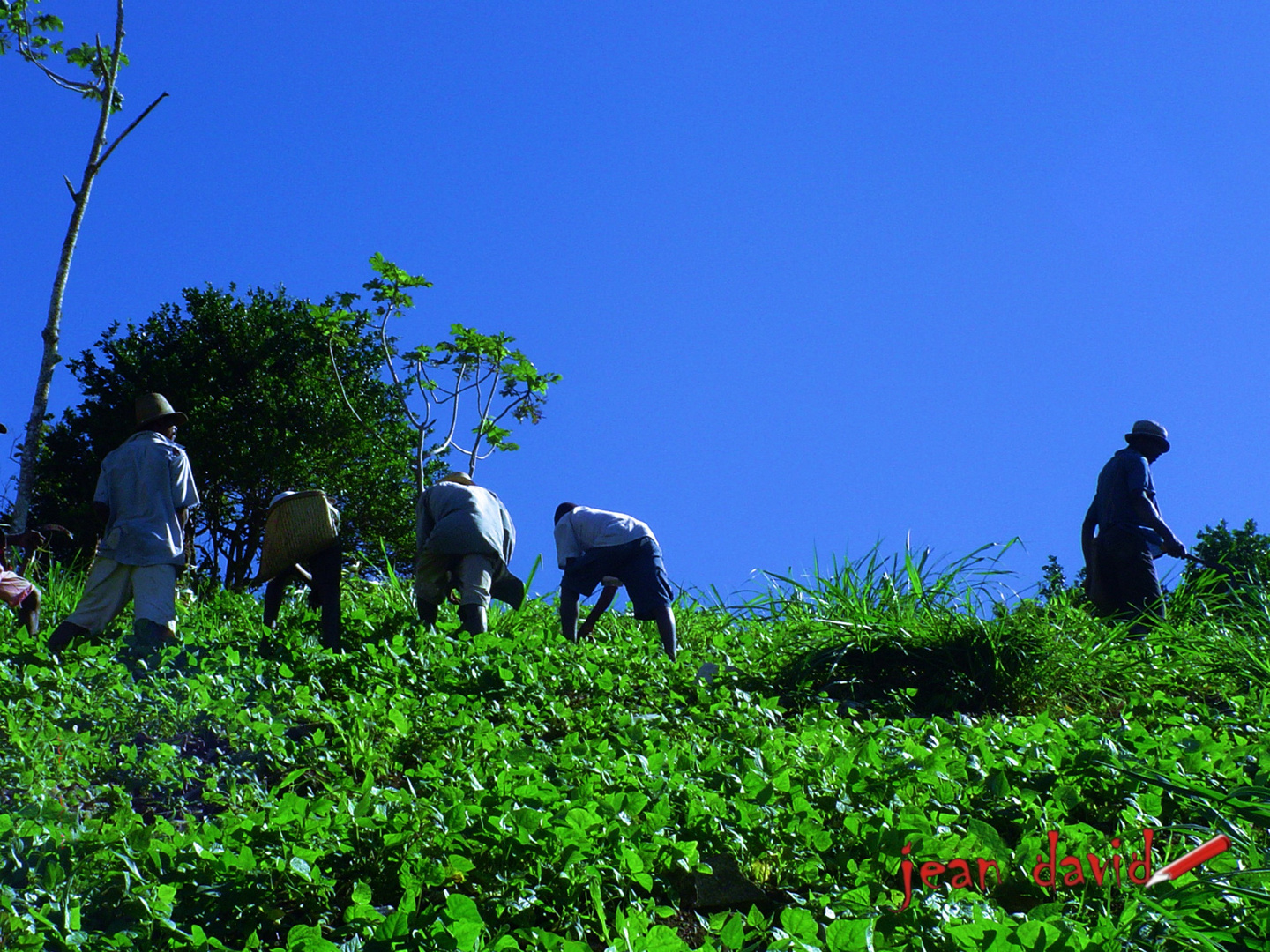 Paysan au travail