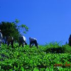 Paysan au travail