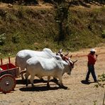 Paysan Costaricain .