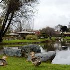 Paz en el jardín Japonés