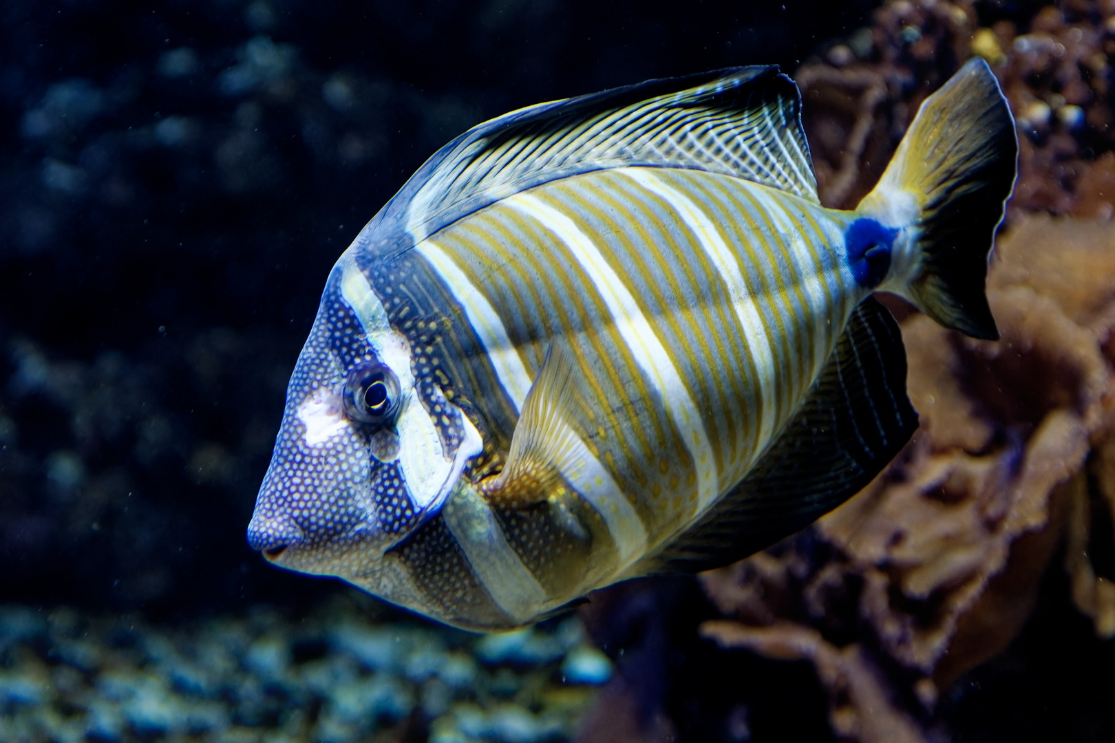 Pazif. Segelflossen Doktorfisch