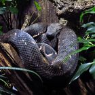 Pazifik-Baumboa, Candoia bibroni australis, Pacifik-Boa