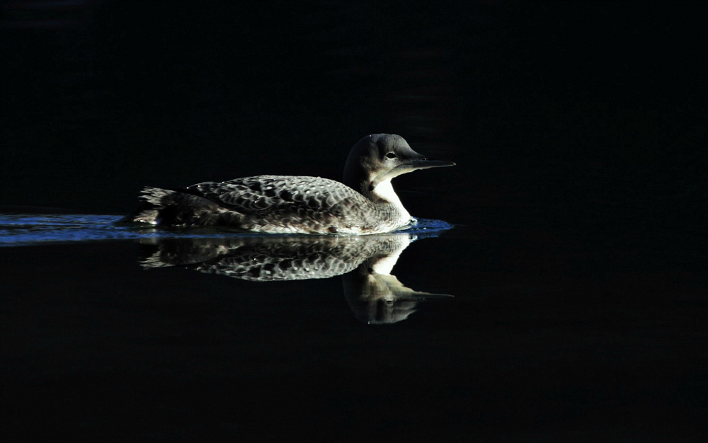 Pazifiktaucher am Silvaplanersee Foto & Bild tiere, wildlife, wild