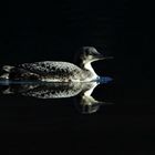 Pazifiktaucher am Silvaplanersee