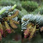 Pazifische Edeltanne Blüten - Kreuzblick Stereos