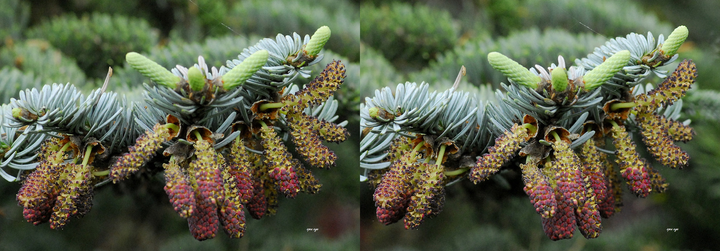 Pazifische Edeltanne Blüten - Kreuzblick Stereos