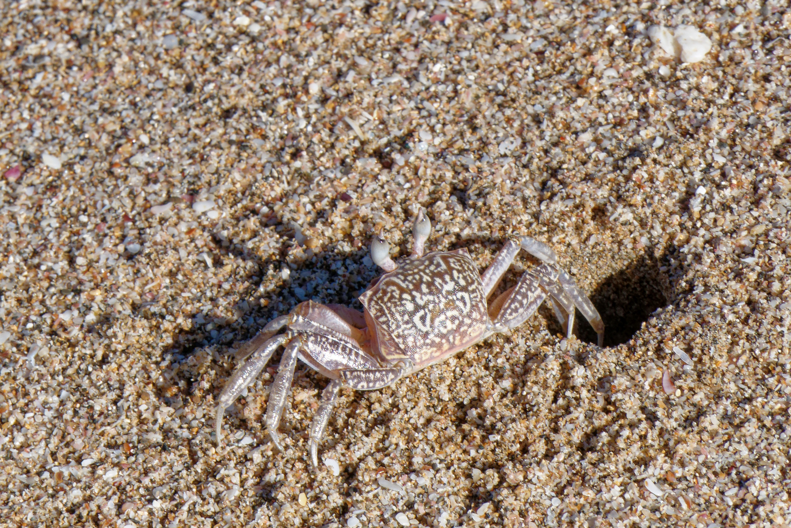 Pazifische Reiterkrabbe