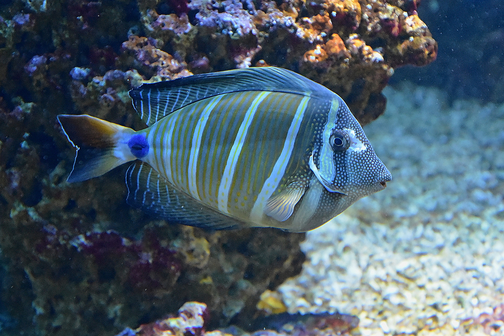 Pazifischer Segelflossen-Doktorfisch (Zebrasoma veliferum)