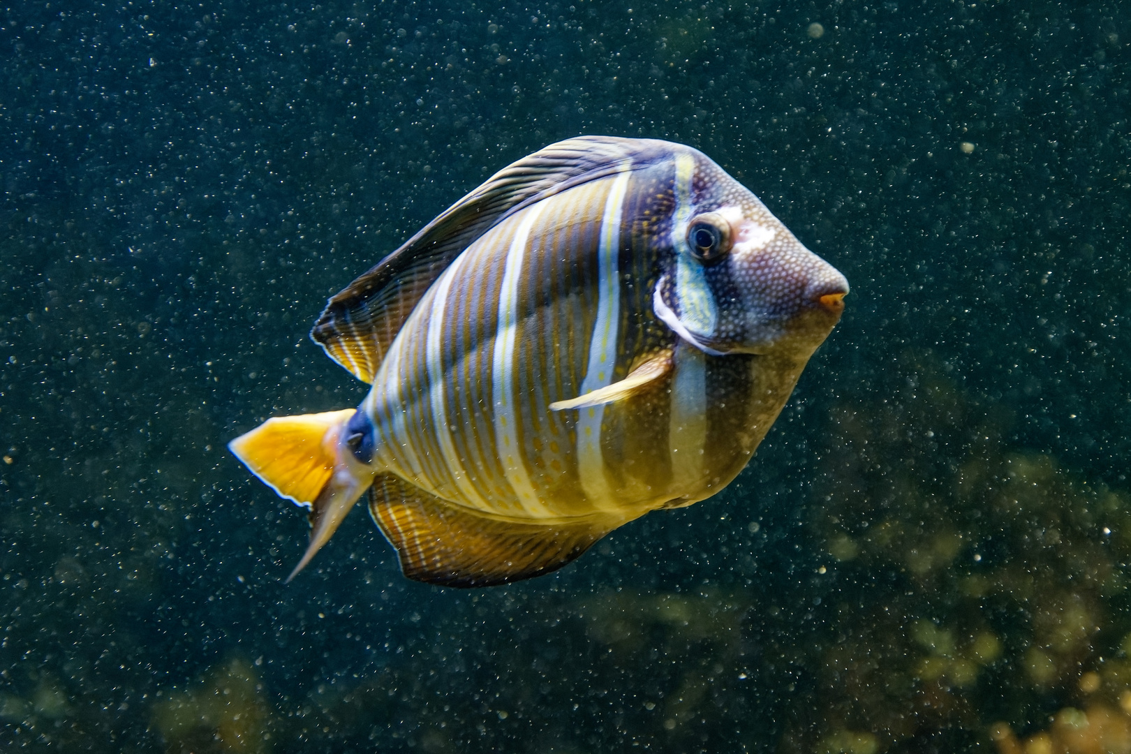 Pazif.Segelflossen-Doktorfisch 