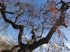 P_Baum mit WW p30-26-col WW-16mm